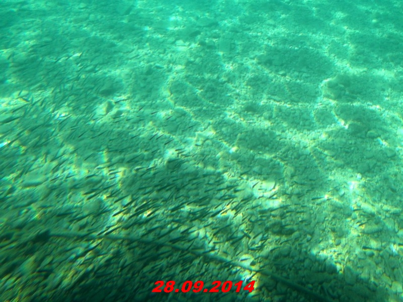 DSCF1308