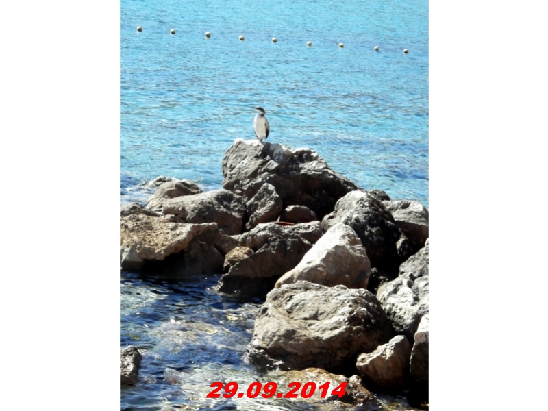 DSCF1387