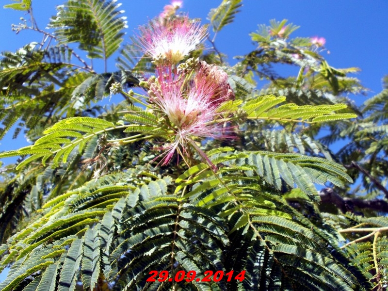 DSCF1388