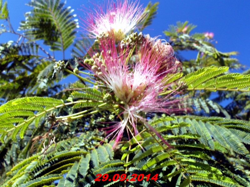 DSCF1389
