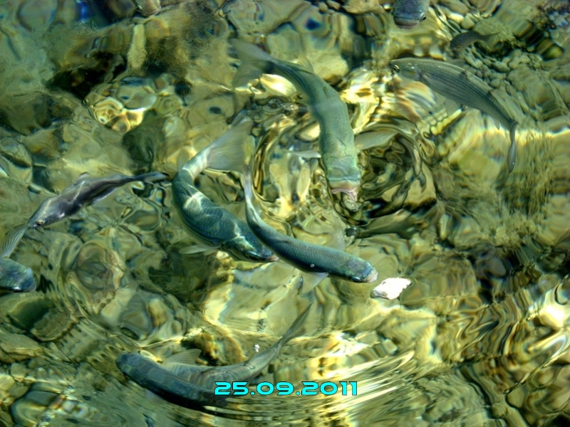 SN850132