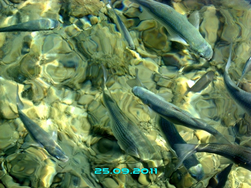 SN850133