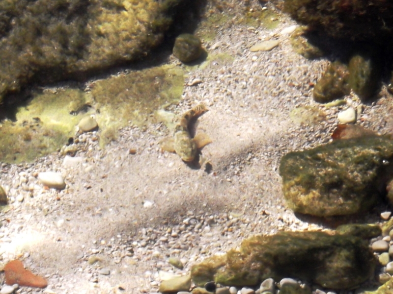 DSCF0518_1