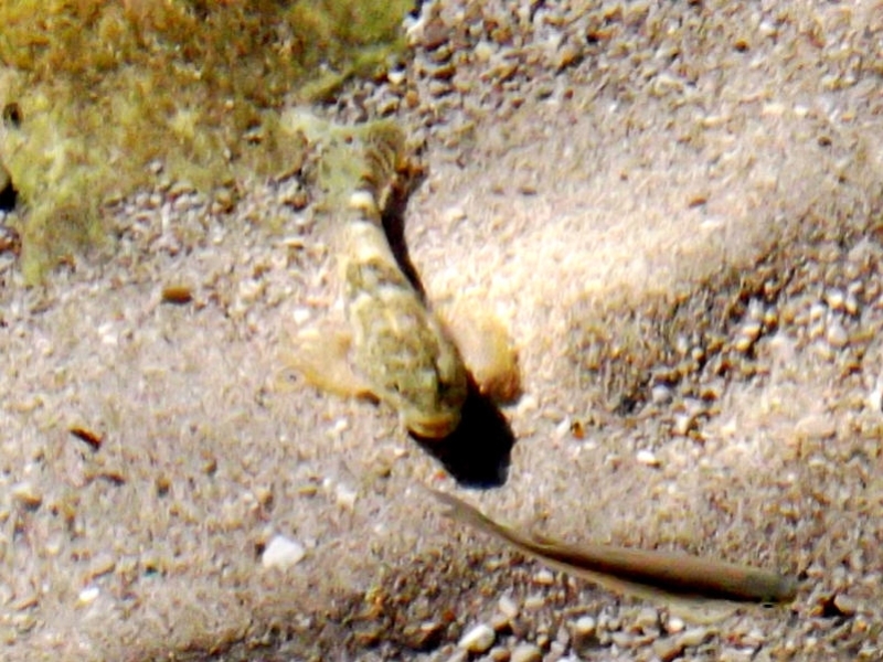 DSCF0520_1