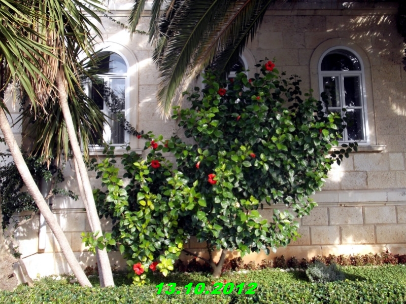 DSCF0610
