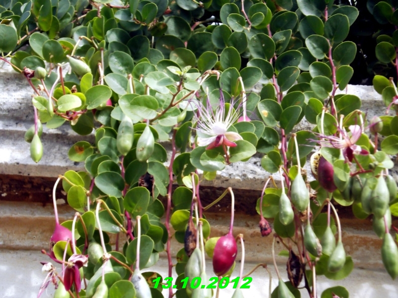 DSCF0613