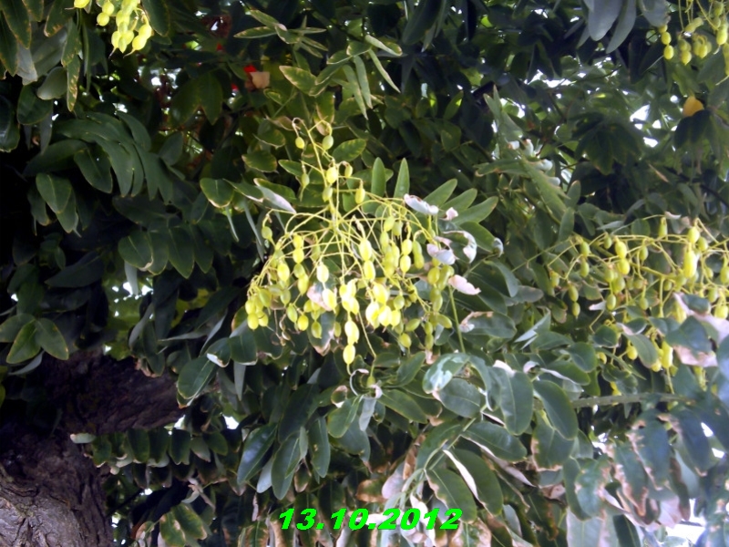 DSCF0615