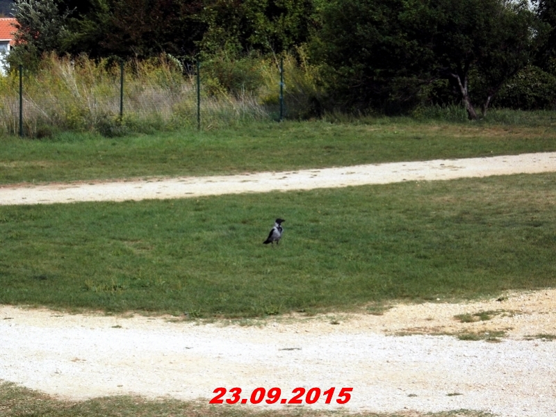 dscf1567