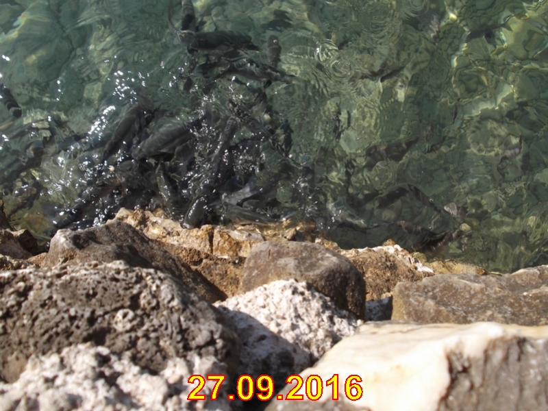 rabac066