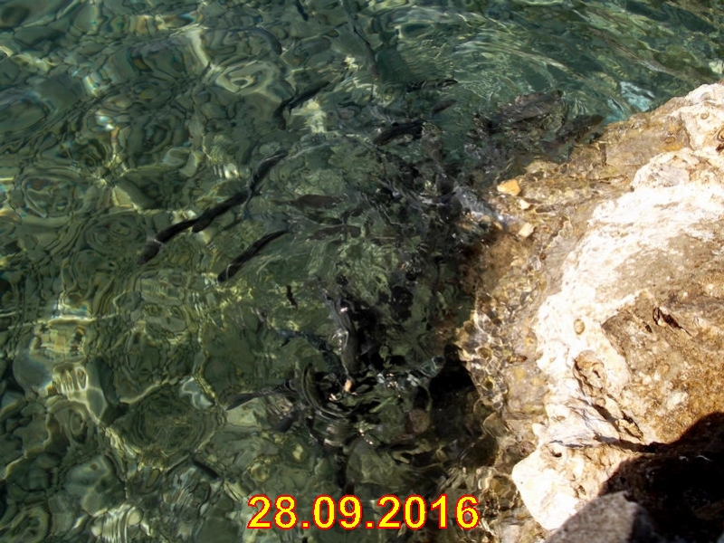 rabac069