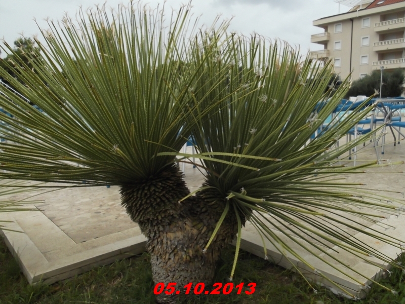 DSCF0927
