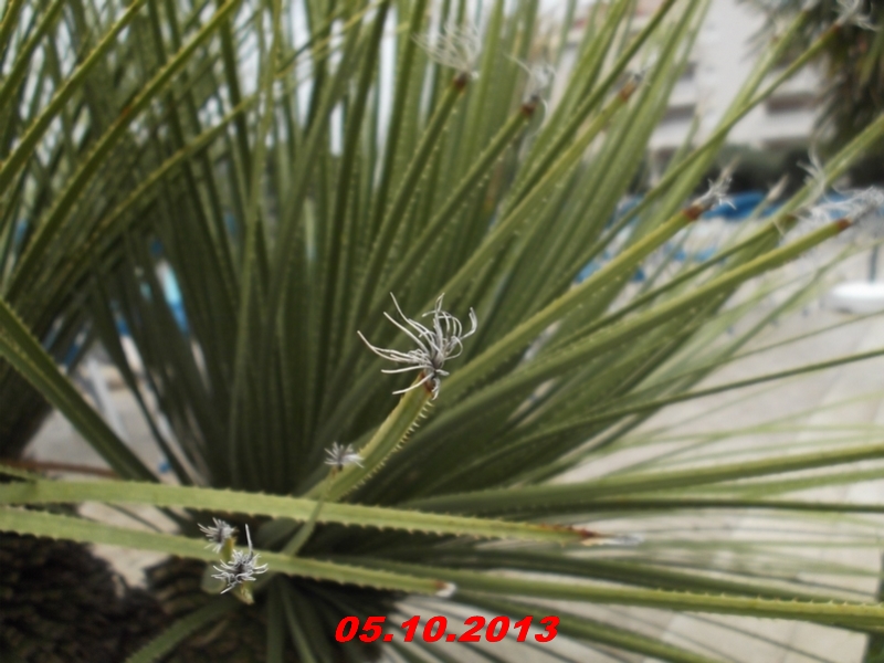 DSCF0928