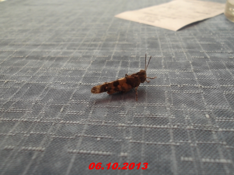 DSCF0960