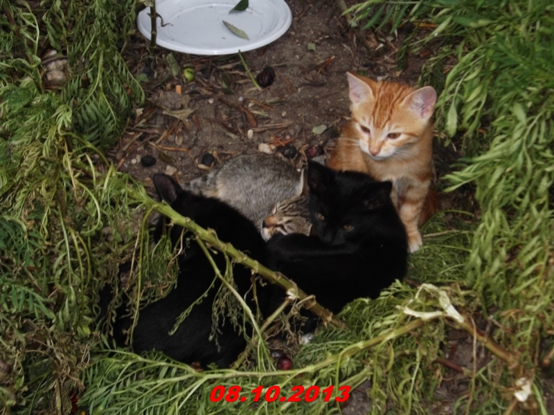DSCF0995