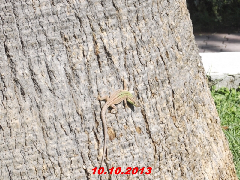 DSCF1067